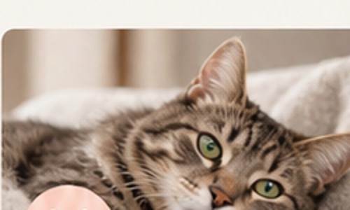 Chat détendu à domicile